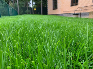 Газонная трава