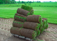 Рулонный газон состав №1