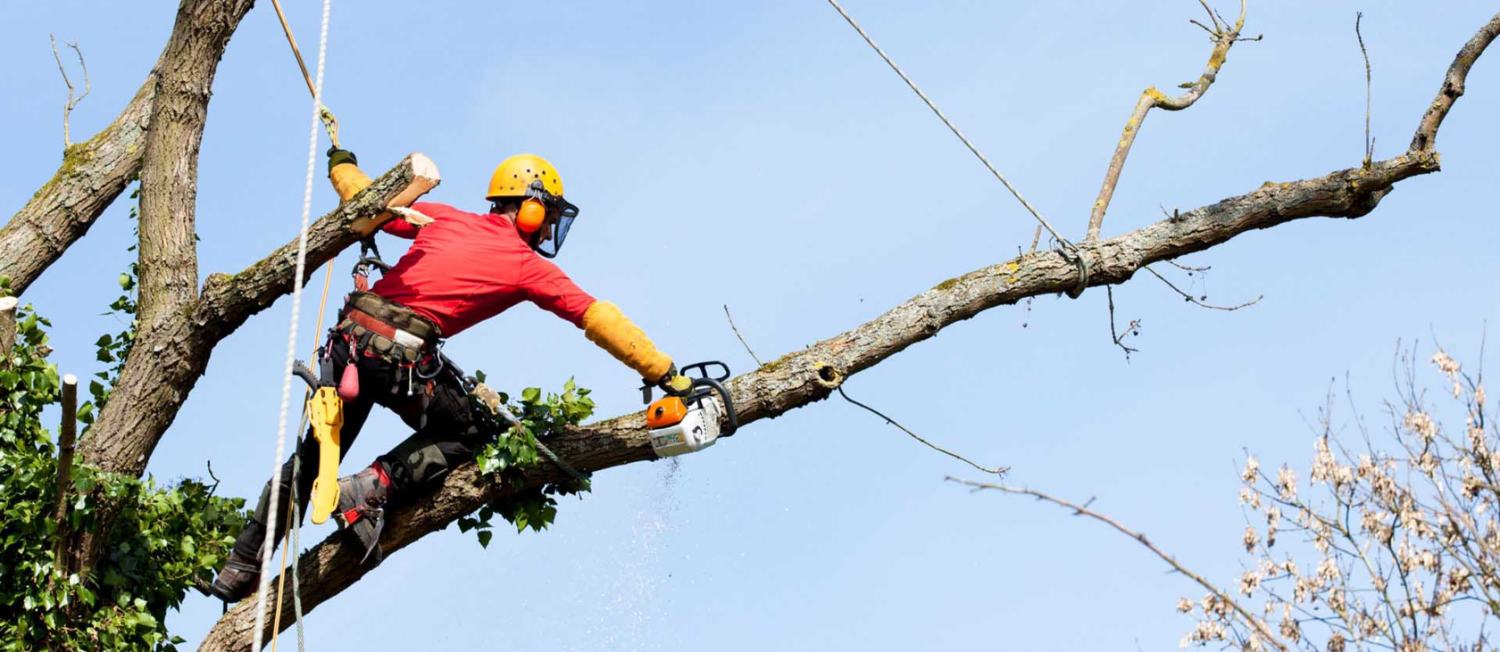 Демонтаж высокорослых деревьев