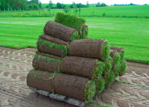 Рулонный газон